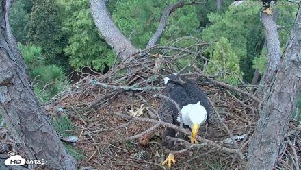 Hilton Head Island Eagles Live Webcam - Sep 3, 2026, 3:25pm EDT