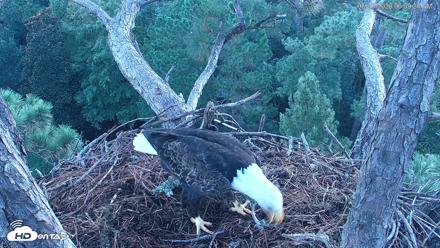 Hilton Head Island Eagles Live Webcam - Aug 23, 2026, 6:59am EDT