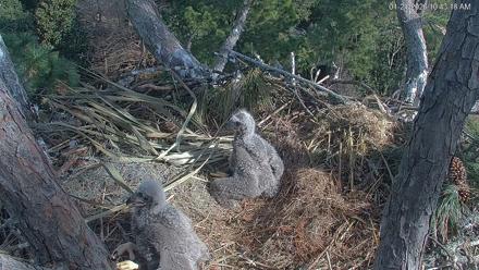 Hilton Head Island Eagles Live Webcam - Jan 21, 2026, 10:43am EST