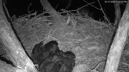 Hilton Head Island Eagles Live Webcam - Feb 14, 2026, 12:00am EST