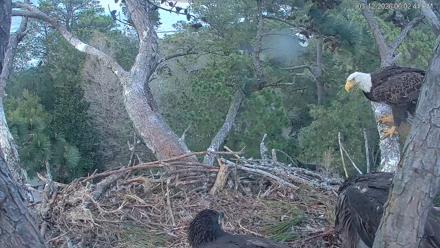 Hilton Head Island Eagles Live Webcam - Mar 12, 2026, 6:03pm EDT
