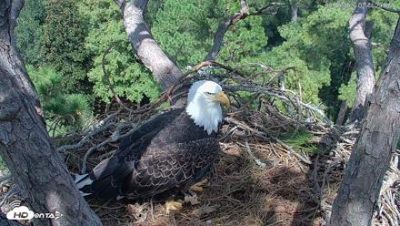 Hilton Head Island Eagles Live Webcam - Sep 10, 2026, 2:45pm EDT