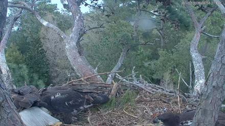 Hilton Head Island Eagles Live Webcam - Mar 12, 2026, 4:58pm EDT