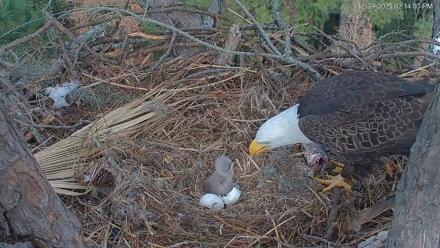 Hilton Head Island Eagles Live Webcam - Dec 29, 2025, 2:14pm EST