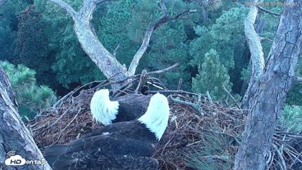 Hilton Head Island Eagles Live Webcam - Aug 23, 2026, 7:05am EDT