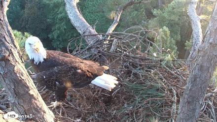 Hilton Head Island Eagles Live Webcam - Sep 1, 2026, 7:11am EDT