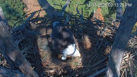 Hilton Head Island Eagles Live Webcam - Dec 15, 2025, 2:14pm EST