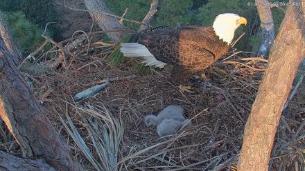 Hilton Head Island Eagles Live Webcam - Jan 6, 2026, 5:01pm EST