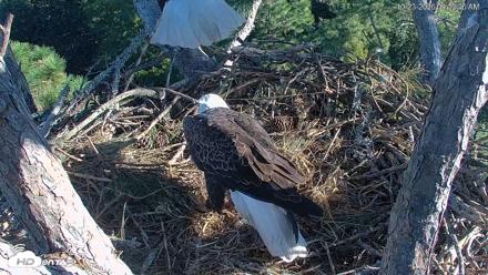 Hilton Head Island Eagles Live Webcam - Oct 23, 2026, 9:33am EDT