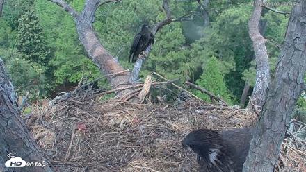 Hilton Head Island Eagles Live Webcam - Apr 16, 2026, 2:47pm EDT
