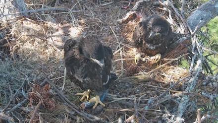 Hilton Head Island Eagles Live Webcam - Feb 18, 2026, 2:26pm EST