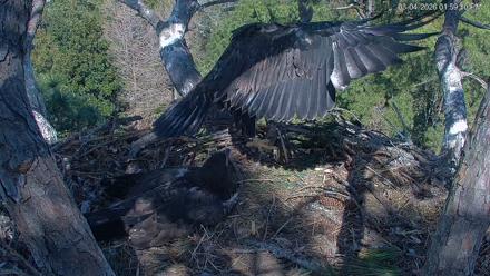 Hilton Head Island Eagles Live Webcam - Mar 4, 2026, 2:00pm EST