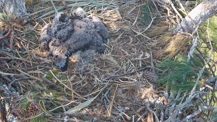 Hilton Head Island Eagles Live Webcam - Jan 29, 2026, 2:28pm EST