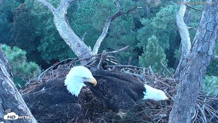 Hilton Head Island Eagles Live Webcam - Aug 23, 2026, 7:07am EDT