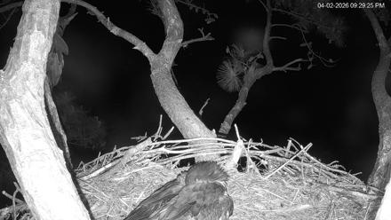 Hilton Head Island Eagles Live Webcam - Apr 2, 2026, 9:29pm EDT