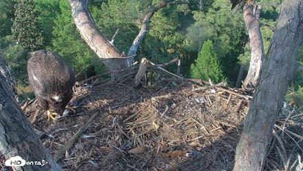 Hilton Head Island Eagles Live Webcam - Apr 29, 2026, 6:22pm EDT