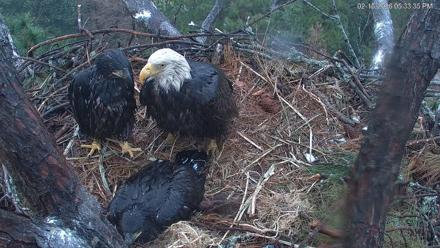 Hilton Head Island Eagles Live Webcam - Feb 15, 2026, 5:35pm EST