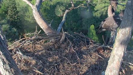 Hilton Head Island Eagles Live Webcam - Apr 9, 2026, 6:37pm EDT