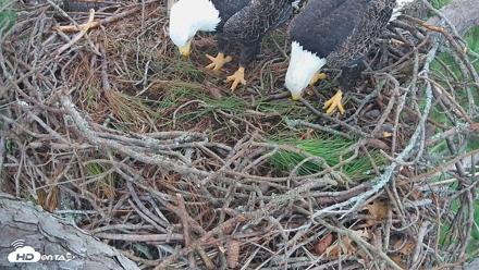 Hilton Head Island Eagles Live Webcam - Sep 9, 2026, 4:17pm EDT