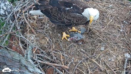 Hilton Head Island Eagles Live Webcam - Apr 19, 2026, 3:59pm EDT