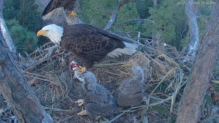 Hilton Head Island Eagles Live Webcam - Jan 23, 2026, 4:39pm EST