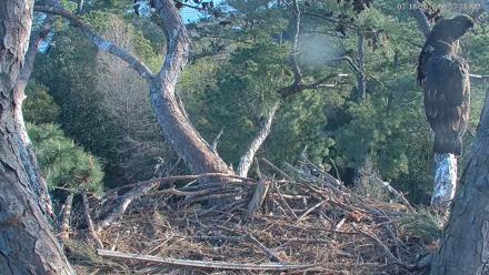 Hilton Head Island Eagles Live Webcam - Mar 18, 2026, 8:38am EDT