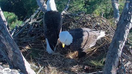 Hilton Head Island Eagles Live Webcam - Oct 23, 2026, 10:04am EDT
