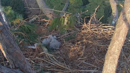 Hilton Head Island Eagles Live Webcam - Jan 9, 2026, 4:52pm EST