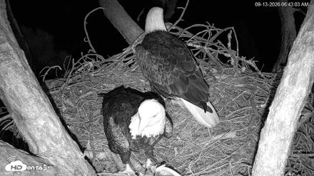 Hilton Head Island Eagles Live Webcam - Sep 13, 2026, 6:43am EDT