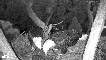 Hilton Head Island Eagles Live Webcam - Aug 14, 2026, 6:34am EDT
