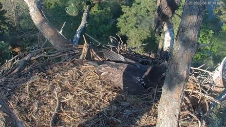 Hilton Head Island Eagles Live Webcam - Mar 27, 2026, 6:18pm EDT