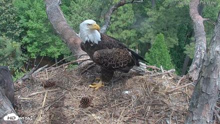 Hilton Head Island Eagles Live Webcam - Apr 26, 2026, 1:39pm EDT