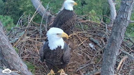 Hilton Head Island Eagles Live Webcam - Oct 7, 2026, 11:12am EDT
