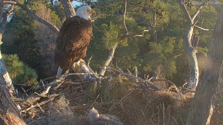 Hilton Head Island Eagles Live Webcam - Jan 21, 2026, 7:53am EST