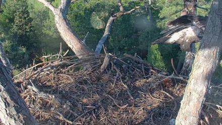 Hilton Head Island Eagles Live Webcam - Apr 9, 2026, 6:37pm EDT