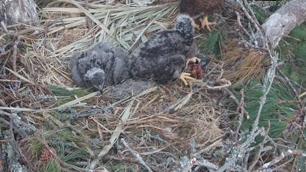 Hilton Head Island Eagles Live Webcam - Jan 31, 2026, 7:21am EST
