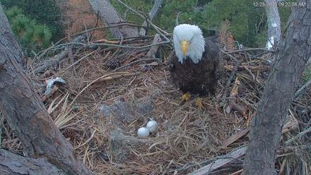 Hilton Head Island Eagles Live Webcam - Dec 28, 2025, 9:22am EST