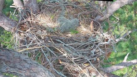 Hilton Head Island Eagles Live Webcam - Sep 21, 2025, 11:24am EDT
