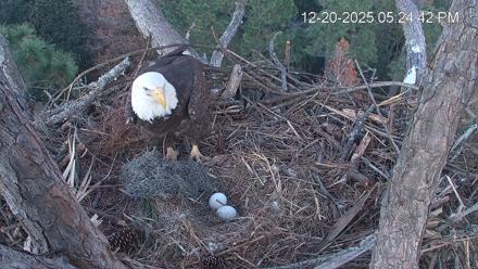Hilton Head Island Eagles Live Webcam - Dec 20, 2025, 5:25pm EST