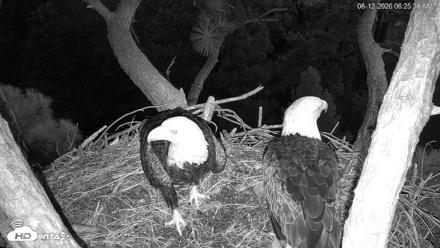 Hilton Head Island Eagles Live Webcam - Aug 12, 2026, 6:26am EDT