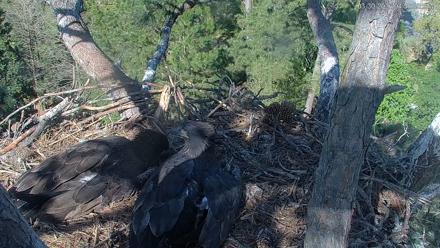 Hilton Head Island Eagles Live Webcam - Mar 30, 2026, 4:59pm EDT