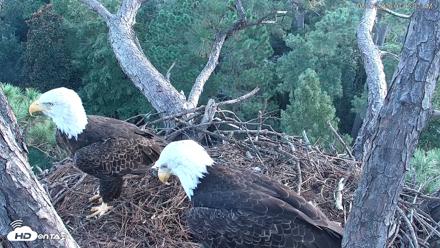 Hilton Head Island Eagles Live Webcam - Aug 27, 2026, 7:07am EDT