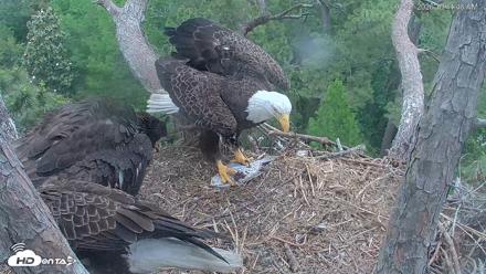 Hilton Head Island Eagles Live Webcam - Apr 27, 2026, 10:42am EDT