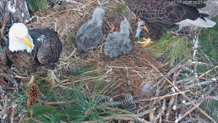 Hilton Head Island Eagles Live Webcam - Jan 17, 2026, 10:28am EST