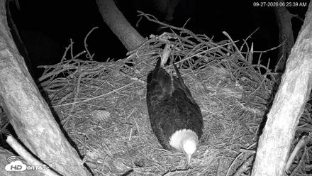 Hilton Head Island Eagles Live Webcam - Sep 27, 2026, 6:26am EDT
