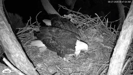 Hilton Head Island Eagles Live Webcam - Sep 27, 2026, 6:48am EDT