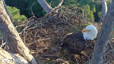 Hilton Head Island Eagles Live Webcam - Sep 14, 2026, 7:55am EDT