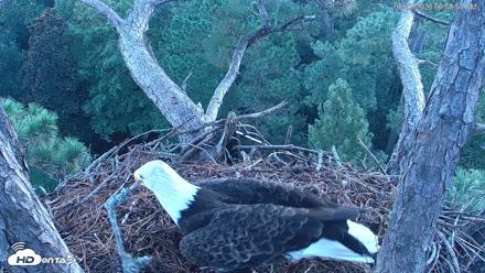 Hilton Head Island Eagles Live Webcam - Aug 23, 2026, 6:59am EDT