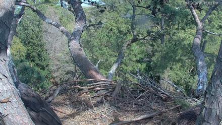 Hilton Head Island Eagles Live Webcam - Mar 18, 2026, 1:13pm EDT