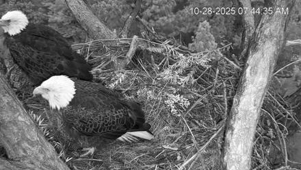 Hilton Head Island Eagles Live Webcam - Oct 28, 2025, 7:45am EDT